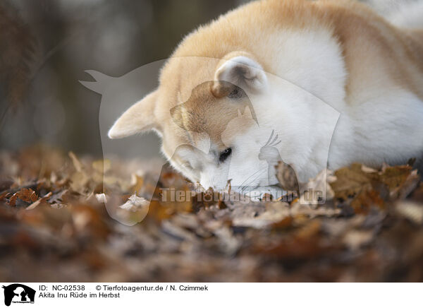 Akita Inu R�de im Herbst / male Akita Inu in autumn / NC-02538