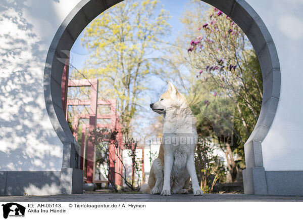 Akita Inu Hndin / female Akita Inu / AH-05143