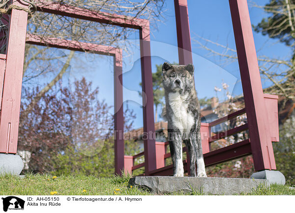 Akita Inu Rde / male Akita Inu / AH-05150