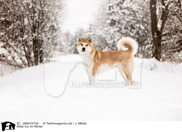 Akita Inu im Winter / Akita Inu in winter / JAM-03730