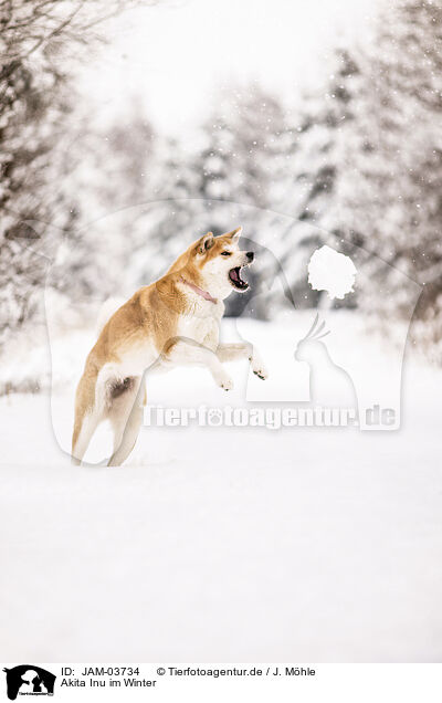 Akita Inu im Winter / JAM-03734
