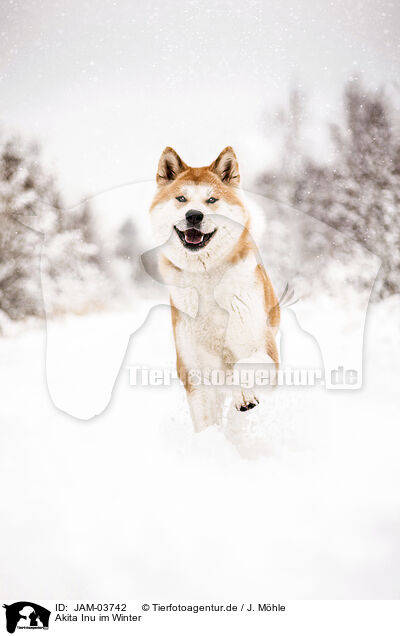 Akita Inu im Winter / JAM-03742
