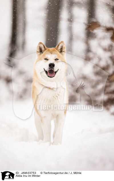 Akita Inu im Winter / JAM-03753