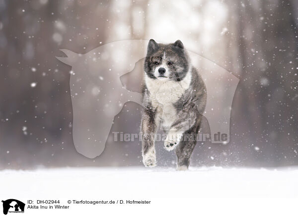 Akita Inu in Winter / DH-02944