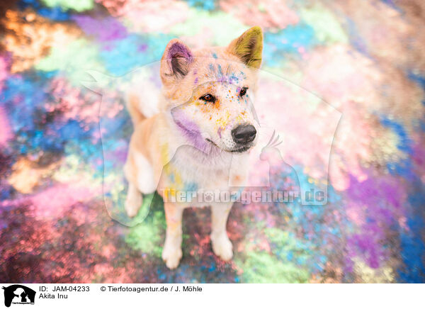 Akita Inu / Akita Inu / JAM-04233