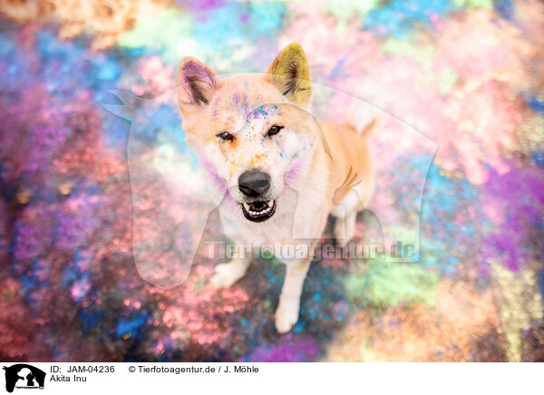 Akita Inu / JAM-04236