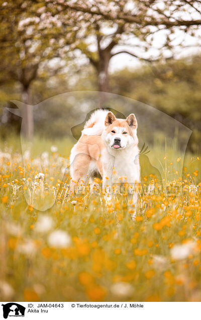 Akita Inu / Akita Inu / JAM-04643