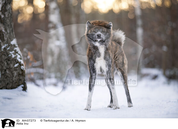 Akita Inu / Akita Inu / AH-07273
