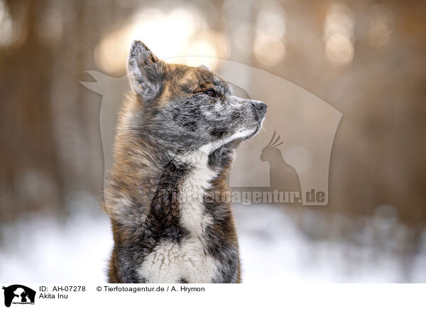 Akita Inu / AH-07278