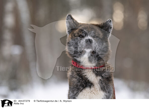 Akita Inu / Akita Inu / AH-07279