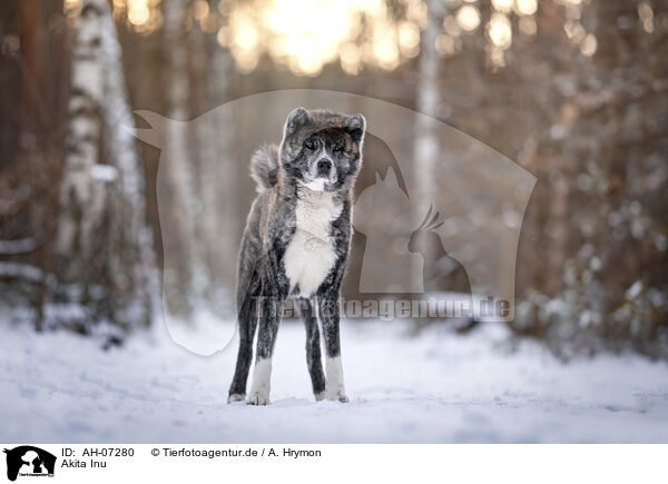 Akita Inu / Akita Inu / AH-07280