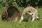 Akita Inu mit Korb