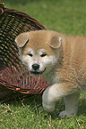 Akita Inu mit Korb