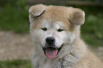 Akita Inu Welpe