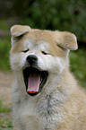 Akita Inu Welpe