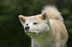 Akita Inu Portrait