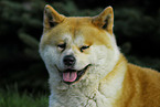 Akita Inu