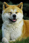 Akita Inu