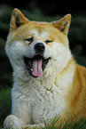 Akita Inu