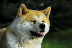 Akita Inu