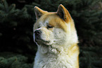 Akita Inu