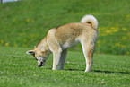 Akita-Inu