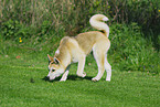 Akita-Inu