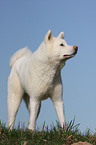 Akita Inu