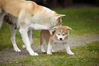 Akita Inu Welpen