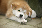 liegender Akita Inu Welpe