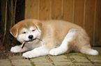 liegender Akita Inu Welpe