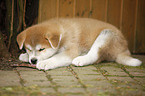 liegender Akita Inu Welpe