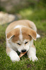 liegender Akita Inu Welpe