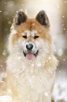 Akita Inu Portrait