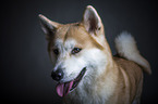 Akita Inu Portrait