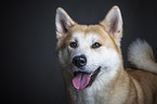 Akita Inu Portrait