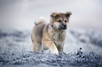 Akita Inu Welpe