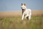 Akita Inu