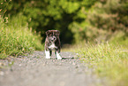 stehender Akita Inu