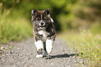 rennender Akita Inu Welpe