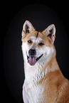 Akita Inu Portrait