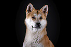 Akita Inu Portrait