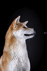 Akita Inu Portrait