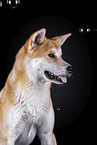 Akita Inu Portrait