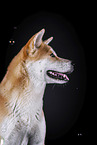 Akita Inu Portrait