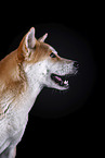 Akita Inu Portrait