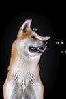 Akita Inu Portrait