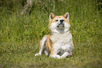 Akita Inu