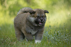 Akita Inu Welpe