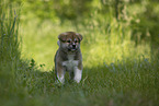 Akita Inu Welpe